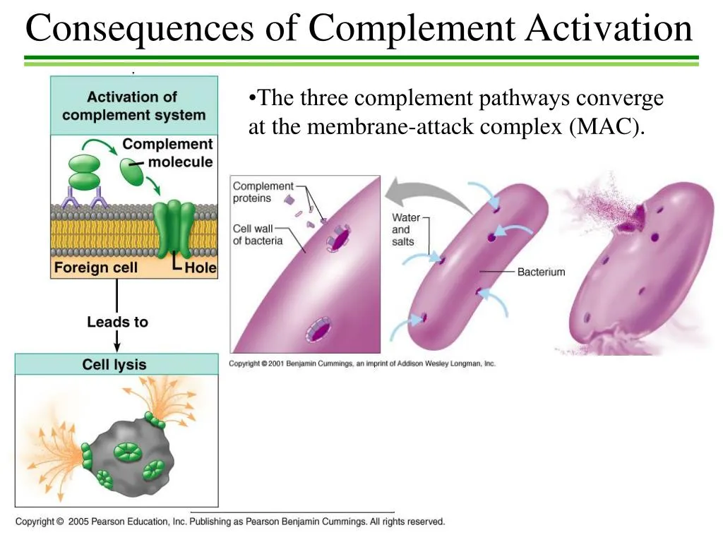 Action of the complement system against a bacterium